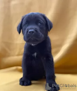 Additional photos: Cane Corso great bloodline champion puppies pedigree FCI