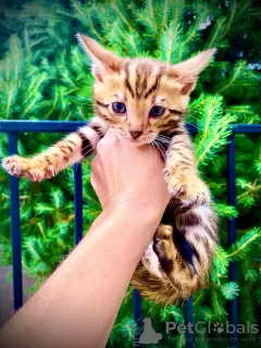 Additional photos: Wonderful Bengal kittens