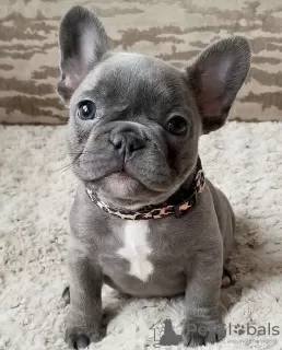 Photo №1. french bulldog - for sale in the city of Pilsen | negotiated | Announcement № 105022