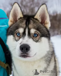 Additional photos: Cute Husky Puppies