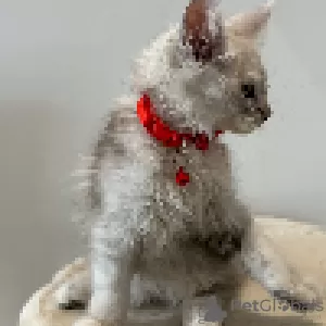 Photo №2 to announcement № 114987 for the sale of maine coon - buy in Monaco breeder