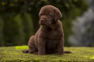 Additional photos: Gorgeous labrador retriever pups FCI