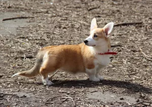 Additional photos: Girl Welsh Corgi Pembroke