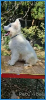 Additional photos: Swiss White Shepherd puppies