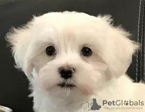 Photo №1. maltese dog - for sale in the city of Täsch | 235$ | Announcement № 129246