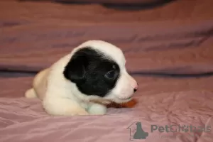 Additional photos: Jack Russell Terrier puppies