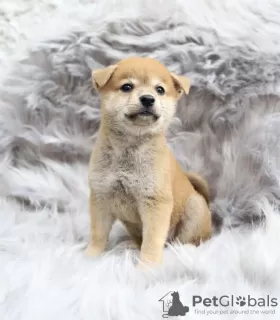 Photo №2 to announcement № 99563 for the sale of shiba inu - buy in Germany private announcement, from nursery, from the shelter, breeder