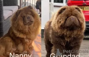 Additional photos: Chow-Chow, schokoladenbraune Prinzessin von herausragender Qualität 