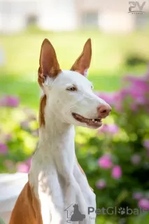 Photo №2 to announcement № 91256 for the sale of ibizan hound - buy in Russian Federation breeder