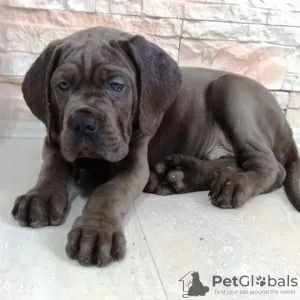 Photo №3. Cane Corso puppies. Serbia