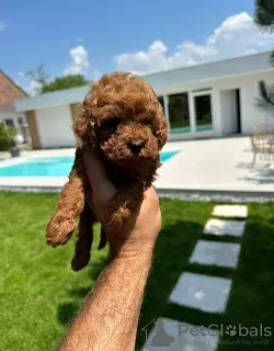 Additional photos: Miniature Poodle and Toy Poodle