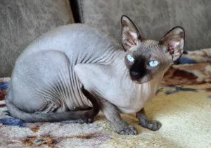 Photo №1. sphynx-katze - for sale in the city of Kemerovo | Negotiated | Announcement № 5930