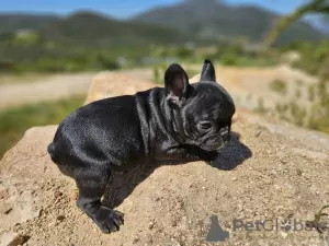 Photo №1. french bulldog - for sale in the city of Michigan City | 750$ | Announcement № 105746