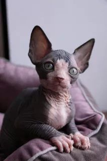 Photo №3. Sphynx FEMALE. Ukraine