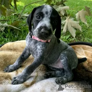 Photo №1. german shorthaired pointer - for sale in the city of Münster | 528$ | Announcement № 120858