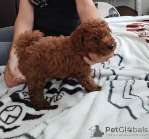 Additional photos: Red for this poodle