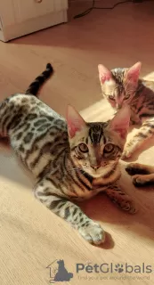 Photo №1. bengal cat - for sale in the city of Kiev | 177$ | Announcement № 77880