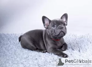 Photo №1. french bulldog - for sale in the city of Фредериксборг | 423$ | Announcement № 125655