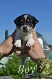 Additional photos: Puppies Jack Russell from the kennel