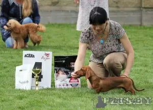 Additional photos: Miniature dachshund puppies, wirehaired and smooth, different colors