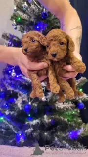 Photo №3. Miniature and Toy Poodle puppies. Poland