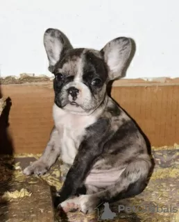 Additional photos: EXOTIC French Bulldog puppies