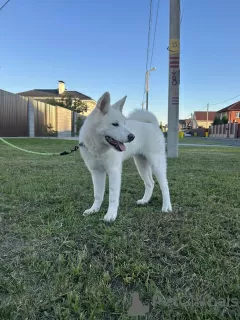 Additional photos: Akita Inu puppies