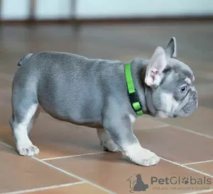 Additional photos: french bulldog puppy