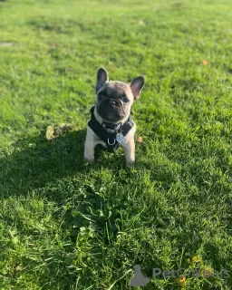 Photo №3. Bruno The French Bulldog. United Kingdom