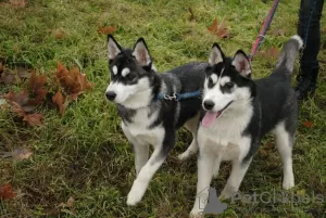 Photo №4. I will sell siberian husky in the city of Kherson. private announcement, breeder - price - 243$