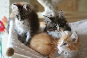 Photo №3. Healthy Main Coon kittens for Adoption. Spain