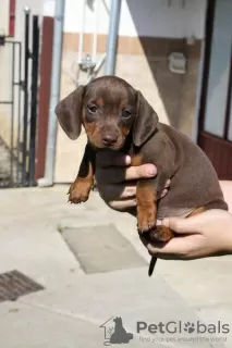 Photo №4. I will sell dachshund in the city of Kikinda. breeder - price - negotiated