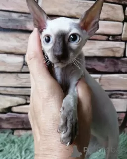 Photo №2 to announcement № 71723 for the sale of cornish rex - buy in Australia private announcement, breeder