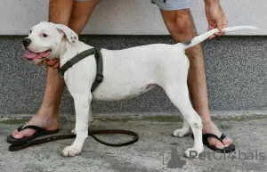 Photo №2 to announcement № 114219 for the sale of american bulldog - buy in Serbia breeder