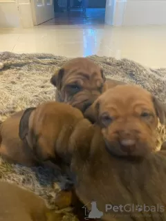 Photo №3. Shar Pei puppies. Germany