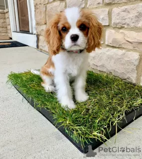 Photo №3. Beautiful Cavalier King Charles,. United States