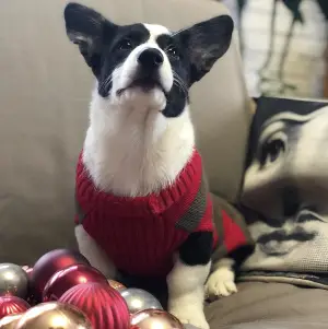 Additional photos: Girl Welsh Corgi Cardigan