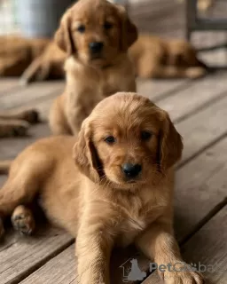 Photo №1. golden retriever - for sale in the city of Линдау | 650$ | Announcement № 110045