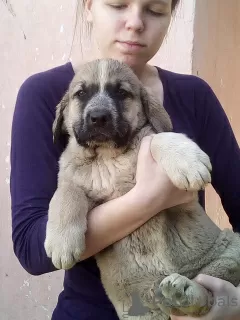 Additional photos: Beautiful Spanish Mastiff puppies