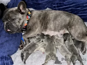 Additional photos: Stunning French Bulldog pups