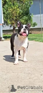 Additional photos: Boston Terrier young female