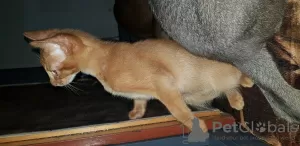 Additional photos: Abyssinian kitten for sale