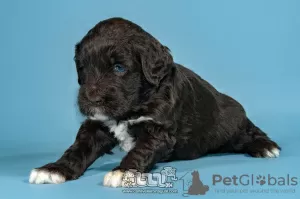 Photo №2 to announcement № 98480 for the sale of portuguese water dog - buy in Portugal breeder