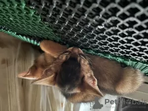 Additional photos: Certified cattery of Abyssinian kittens