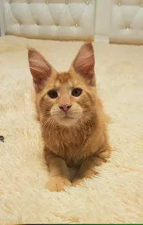 Photo №3. Maine Coon kitten. Russian Federation