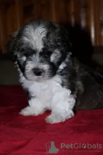 Photo №3. Havana Bichon (Havanese). Russian Federation