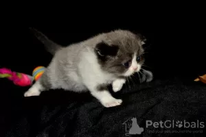 Additional photos: Scottish Fold