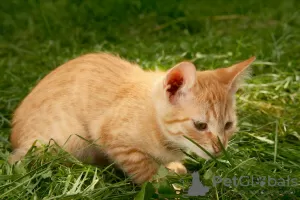 Photo №3. Wonderful kittens as a gift. Belarus