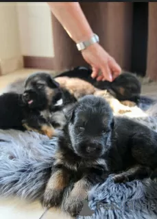 Photo №4. I will sell german shepherd in the city of Pisarzowice. private announcement, breeder - price - 845$