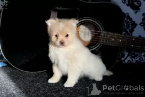 Photo №3. KC REGISTERED Pure Pomeranian puppies . Germany